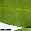 SpeciesSub: subsp. melanotricha
